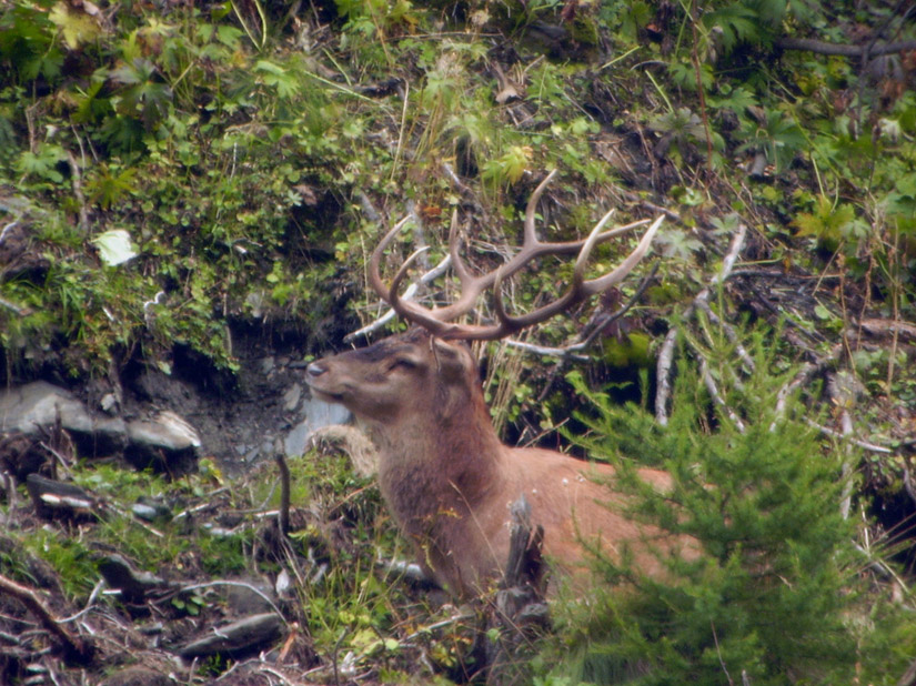 PASSIONE PER IL CERVO